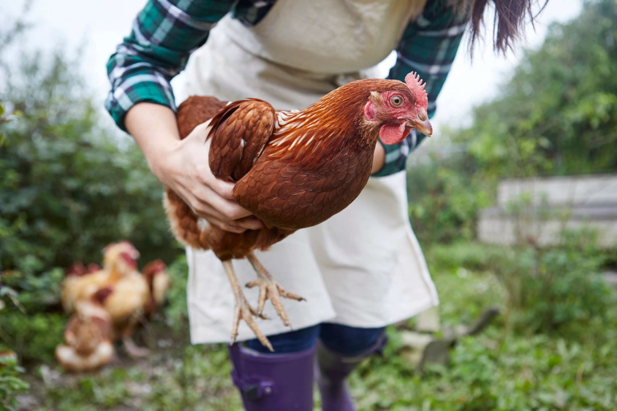 Woman on chicken farm holding chicken